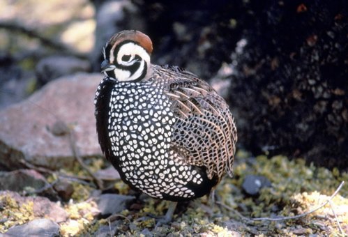 Montezuma quail. Photo by C Alan Morgan. All rights reserved.