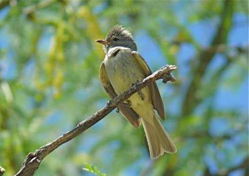 Northern beardless-tyrannulet. Photo by Rick Taylor. Copyright Borderland Tours. All rights reserved.