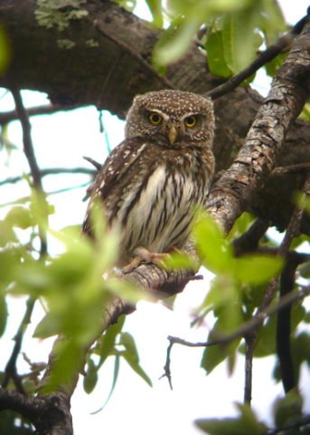 Northern pygmy-owl. Photo by Rick Taylor. Copyright Borderland Tours. All rights reserved. 