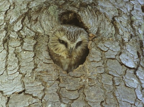 Northern saw-whet owl. Photo by Noel Snyder. All rights reserved.