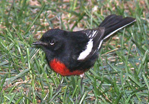 Painted redstart. Photo by Rick Taylor. Copyright Borderland Tours. All rights reserved.