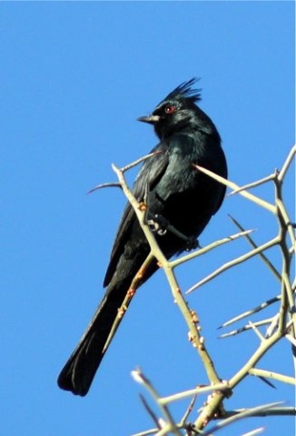 Phainopepla. Photo by Rick Taylor. Copyright Borderland Tours. All rights reserved. 