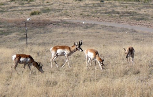 Pronghorn in the sonoita grasslands. Photo by Rick Taylor. Copyright Borderland Tours. All rights reserved.