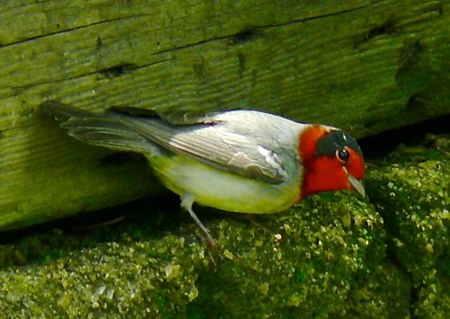 Red-faced warbler at barfoot spring. Photo by Rick Taylor. Copyright Borderland Tours. All rights reserved.