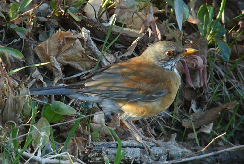 Rufous-backed robin. Photo by Rick Taylor. Copyright Borderland Tours. All rights reserved. 