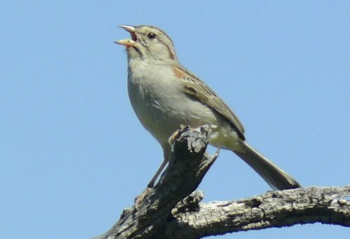 Rufous-winged sparrow. Photo by Rick Taylor. Copyright Borderland Tours. All rights reserved. 