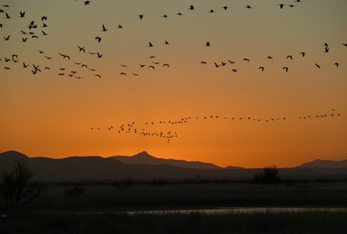Sandhill cranes against a willcox sunset. Photo by Rick Taylor. Copyright Borderland Tours. All rights reserved.