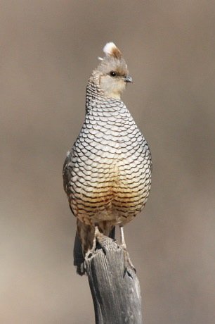 Scaled quail. Photo by C Alan Morgan. All rights reserved.