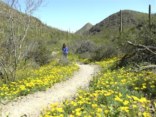 Sonoran desert in tucson mountains. Photo by Rick Taylor. Copyright Borderland Tours. All rights reserved. 