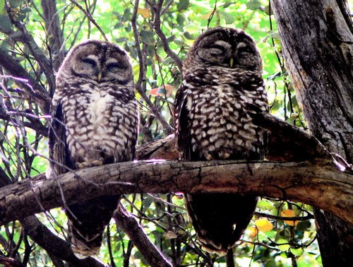 Spotted owls. Photo by Rick Taylor. Copyright Borderland Tours. All rights reserved.