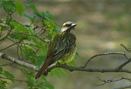 Sulphur-bellied flycatcher. Photo by Rick Taylor. Copyright Borderland Tours. All rights reserved. 