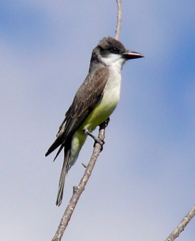 Thick-billed kingbird. Photo by Rick Taylor. Copyright Borderland Tours. All rights reserved. 