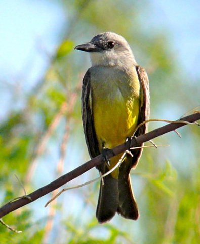 Tropical kingbird. Photo by Rick Taylor. Copyright Borderland Tours. All rights reserved. 