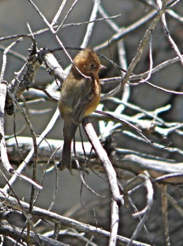 Tufted flycatcher chiricahua mountains may 2008. Photo by Rick Taylor. Copyright Borderland Tours. All rights reserved.