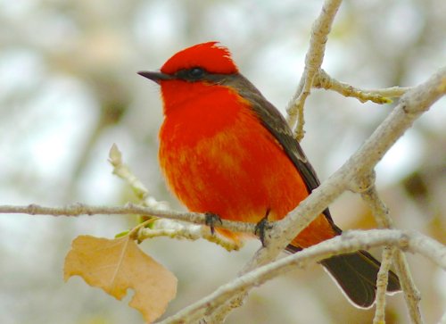 Vermilion flycatcher. Photo by Rick Taylor. Copyright Borderland Tours. All rights reserved. 