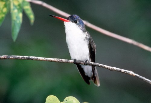 Violet-crowned hummingbird. Photo by C Alan Morgan. All rights reserved.