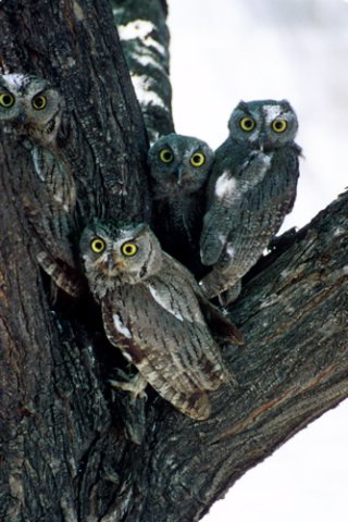 Western screech-owls. Photo by Rick Taylor. Copyright Borderland Tours. All rights reserved.