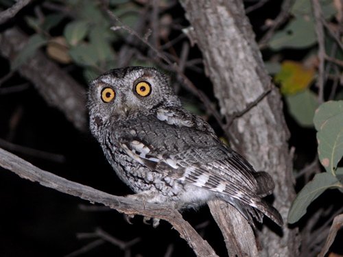 Whiskered screech-owl. Photo by Rick Taylor. Copyright Borderland Tours. All rights reserved.