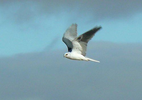 White-tailed kite. Photo by Rick Taylor. Copyright Borderland Tours. All rights reserved. 