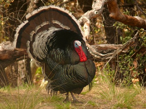 Wild turkey. Photo by Rick Taylor. Copyright Borderland Tours. All rights reserved. 