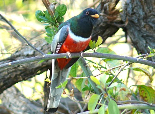 Wintering elegant trogon. Photo by Rick Taylor. Copyright Borderland Tours. All rights reserved.