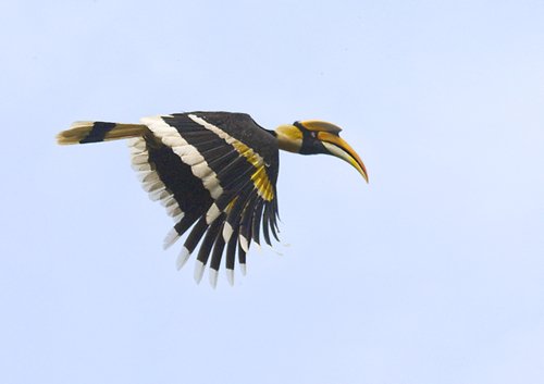 Great hornbill in flight. Photo by Dave Semler. All rights reserved. 201
