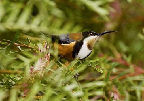 Eastern spinebill. Photo by Dave Semler. All rights reserved. 201