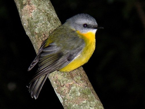 Eastern yellow robin. Photo by Rick Taylor. Copyright Borderland Tours. All rights reserved. 201