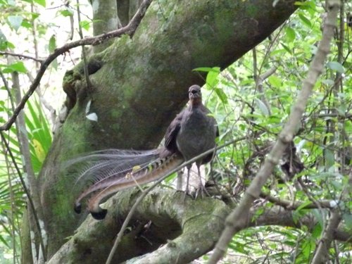 Superb lyrebird. Photo by Larry Sassaman. All rights reserved. 201
