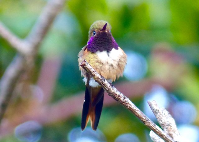 Bahama woodstar hesad-on. Photo by Rick Taylor. Copyright Borderland Tours. All rights reserved.