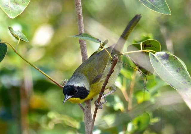 Bahama yellowthroat. Photo by Rick Taylor. Copyright Borderland Tours. All rights reserved.