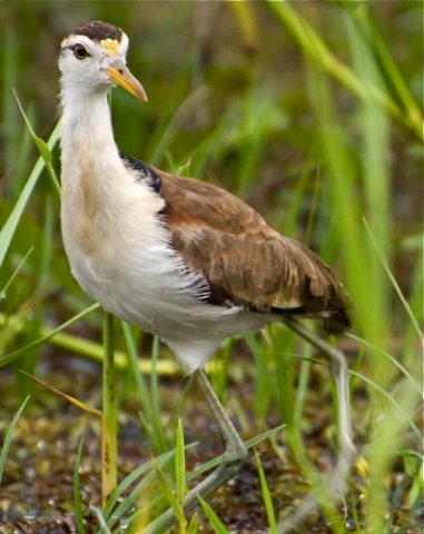 Juvenile northern jacana. Photo by Irene Rubin. All rights reserved.