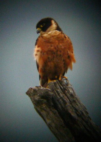 Oriental hobby. Photo by Rick Taylor. Copyright Borderland Tours. All rights reserved.