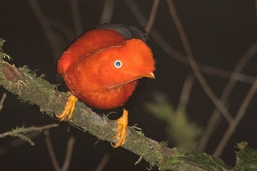 Andean cock-of-the-rock. Photo by Luis Segura. All rights reserved.