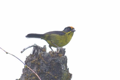 Bolivian brush-finch. Photo by Luis Segura. All rights reserved.