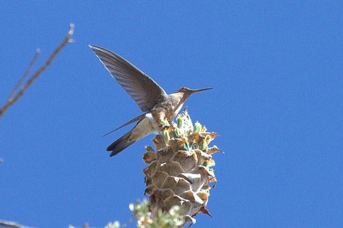 Giant hummingbird. Photo by Luis Segura. All rights reserved.