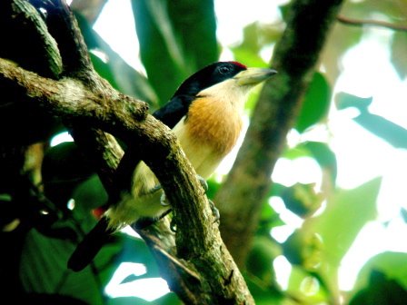 White-mantled barbet. Photo by Luis Uruena. All rights reserved.