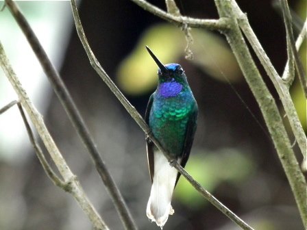 White-tailed starfrontlet. Photo by Luis Uruena. All rights reserved.