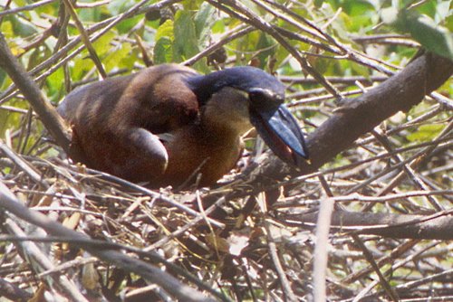 Boat-billed heron. Photo by Dave Semler and Marsha Steffen. All rights reserved.
