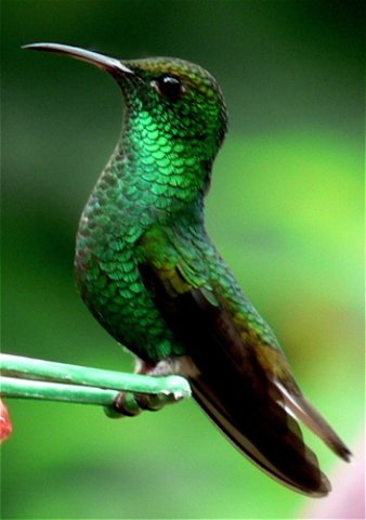 Coppery-headed emerald. Photo by Larry Sassaman. All rights reserved.