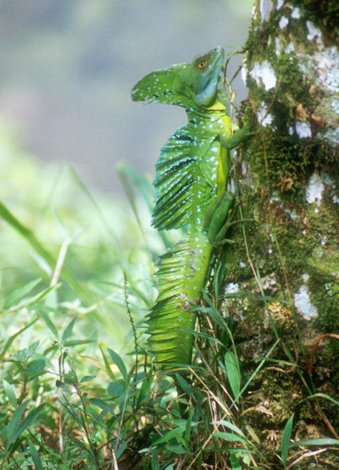 Green basiliscus lizard. Photo by Dave Semler and Marsha Steffen. All rights reserved.
