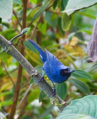Masked flowerpiercer. Photo by Dave Semler and Marsha Steffen. All rights reserved.