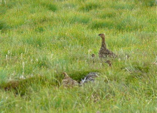 Family of red grouse race of willow ptarmigan. Photo by Rick Taylor. Copyright Borderland Tours. All rights reserved.