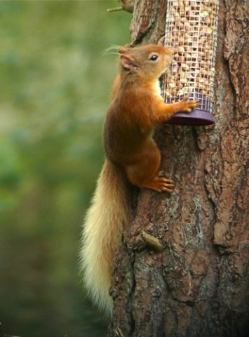 Red squirrel. Photo by Rick Taylor. Copyright Borderland Tours. All rights reserved. 