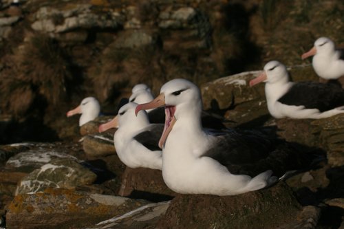 Black-browed albatrosses. Photo by Enrique Couve. All rights reserved.