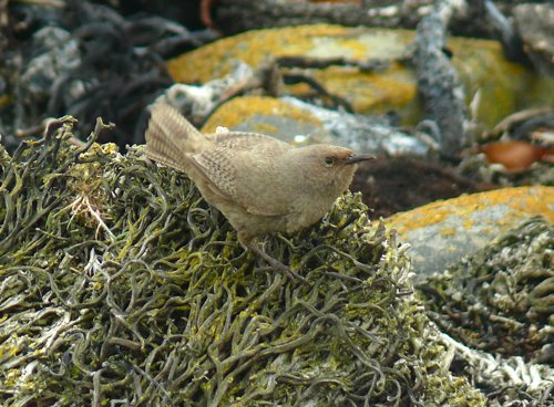 Cobbs wren endemic to falkland islands. Photo by Rick Taylor. Copyright Borderland Tours. All rights reserved.
