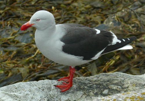 Dolphin gull. Photo by Rick Taylor. Copyright Borderland Tours. All rights reserved.