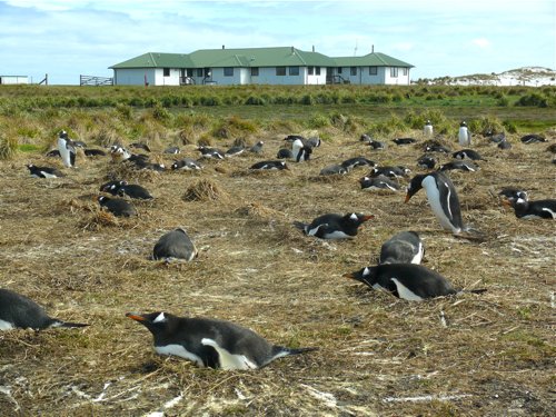 Gentoo penguins in front of sea lion island lodge. Photo by Rick Taylor. Copyright Borderland Tours. All rights reserved.