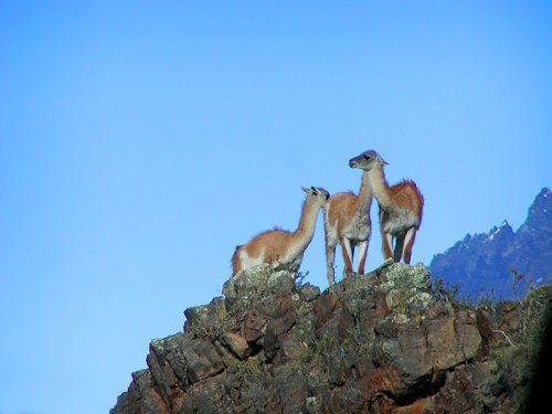 Guanacos. Photo by Dave Semler. All rights reserved.