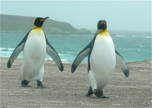 King penguins returning from the sea. Photo by Rick Taylor. Copyright Borderland Tours. All rights reserved.